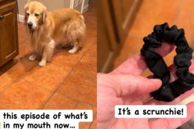 Golden Retriever Gets Caught Hiding This in His Mouth