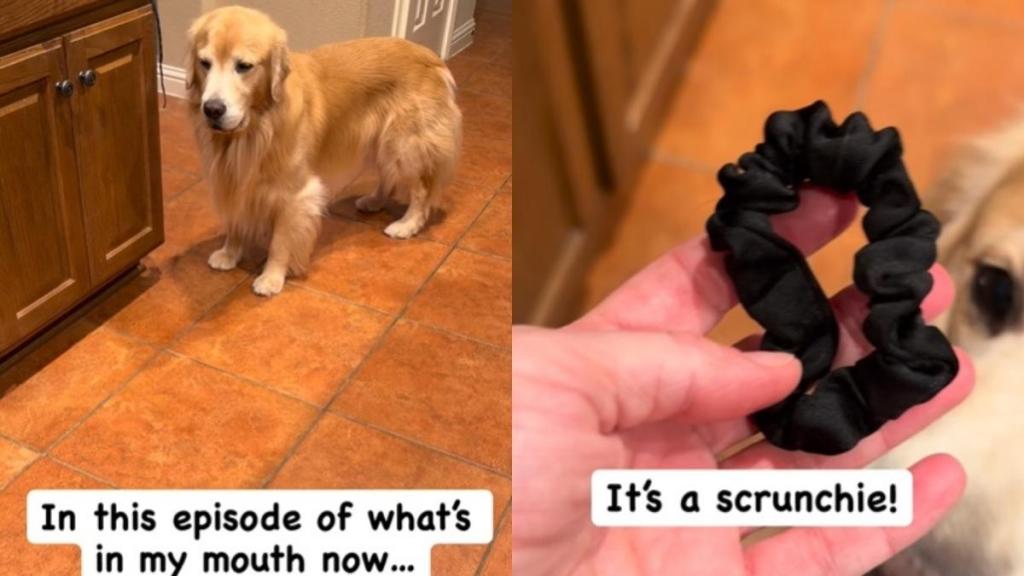Golden Retriever Gets Caught Hiding This in His Mouth