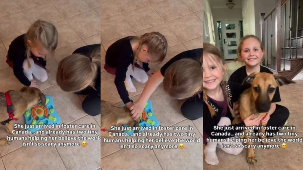 Foster Dog Realizes the World Isn’t So Scary With Little Girls by Her Side
