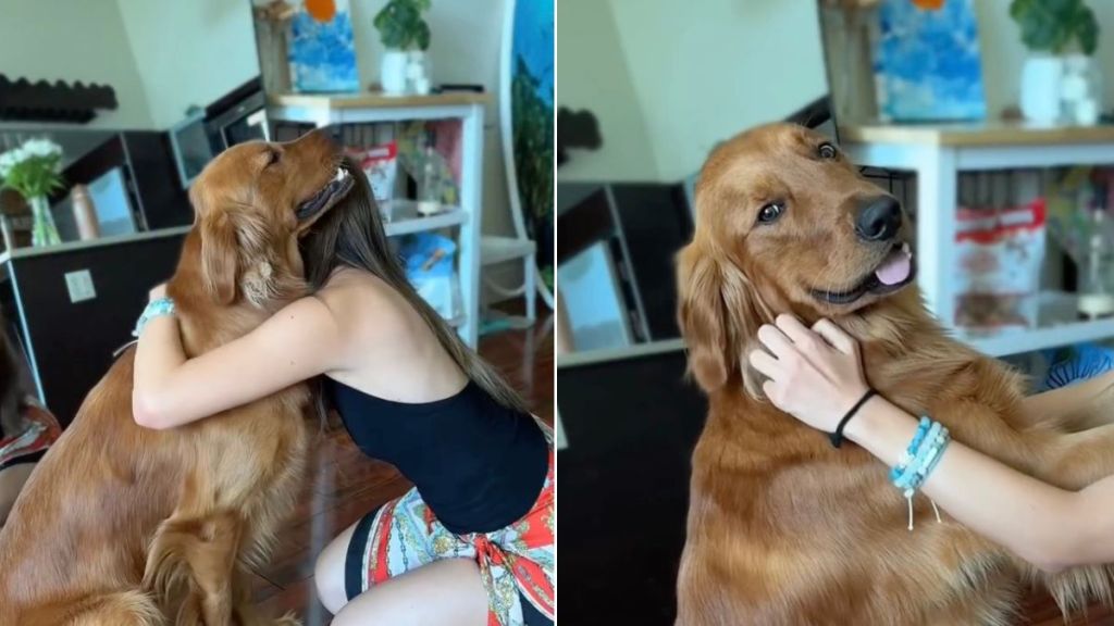 Golden Retriever Always Comes Back for More Every Time Mom Hugs Him