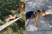 Rescue Dog Lets ‘Abandoned’ Puppy Join Walk With Dad as They Find Him a Home