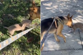 Rescue Dog Lets ‘Abandoned’ Puppy Join Walk With Dad as They Find Him a Home