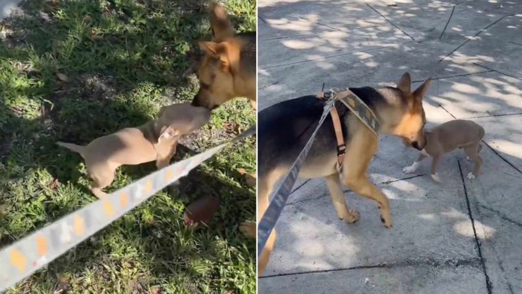 Rescue Dog Lets ‘Abandoned’ Puppy Join Walk With Dad as They Find Him a Home