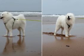 Owner Captures Samoyed Enjoying Cloudy Beach Day To Fullest