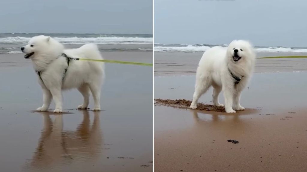 Owner Captures Samoyed Enjoying Cloudy Beach Day To Fullest