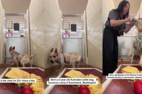 Rescue Dog up for Adoption Scratches the Kennel Door Every Time It Closes