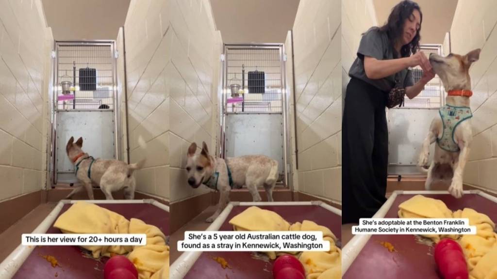 Rescue Dog up for Adoption Scratches the Kennel Door Every Time It Closes