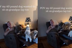 Big Rescue Dog Won’t Sit Anywhere but Grandpa’s Lap & It’s Right Where She Belongs