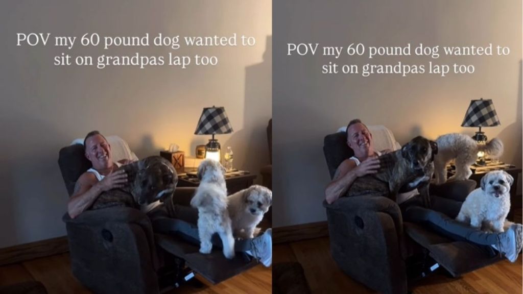 Big Rescue Dog Won’t Sit Anywhere but Grandpa’s Lap & It’s Right Where She Belongs
