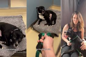‘Terrified’ Rescue Dog Too Scared To Leave Kennel Gets Surprise Full of Love