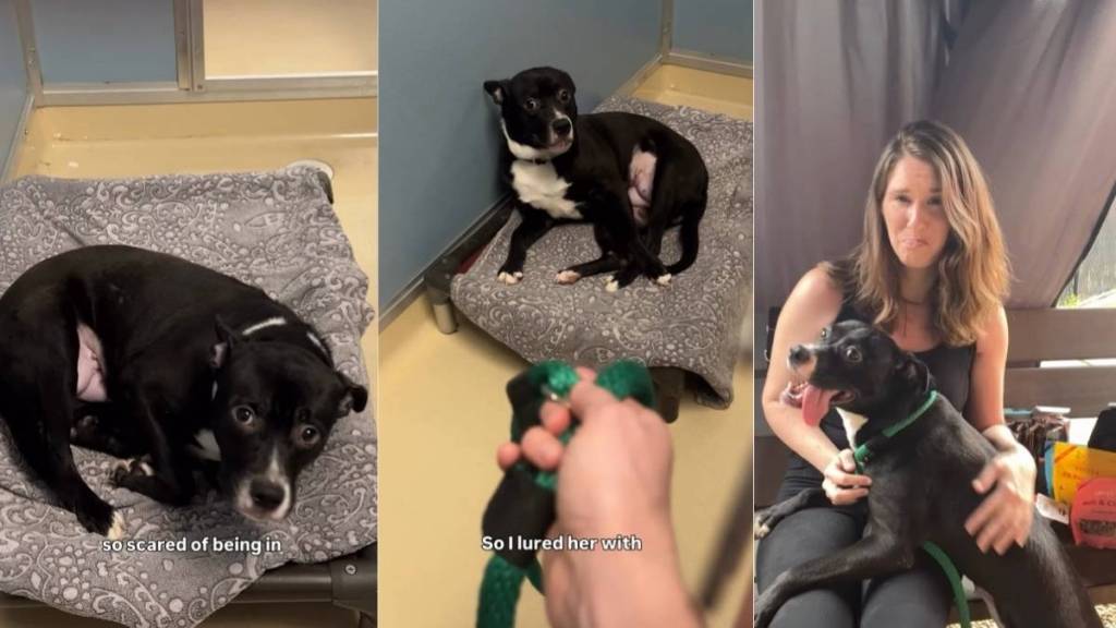‘Terrified’ Rescue Dog Too Scared To Leave Kennel Gets Surprise Full of Love