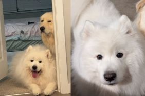 Owner Shows What Happens After Samoyed Gets Furry Sibling