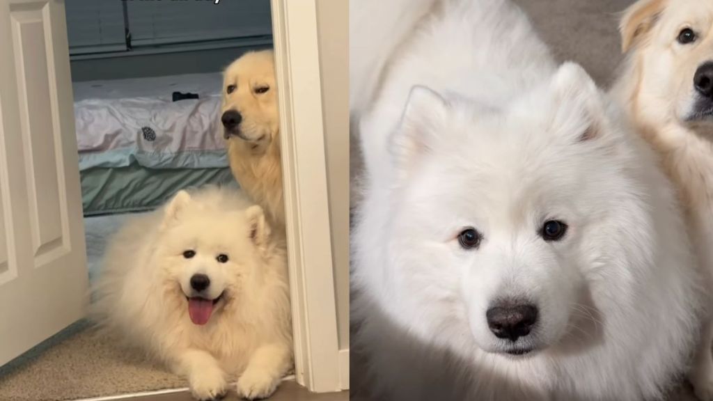 Owner Shows What Happens After Samoyed Gets Furry Sibling
