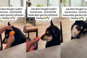 Dog Lets Little Girl Play Doctor & Give Him Full Checkup