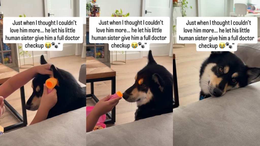 Dog Lets Little Girl Play Doctor & Give Him Full Checkup