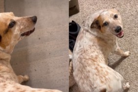 dog wiggle video