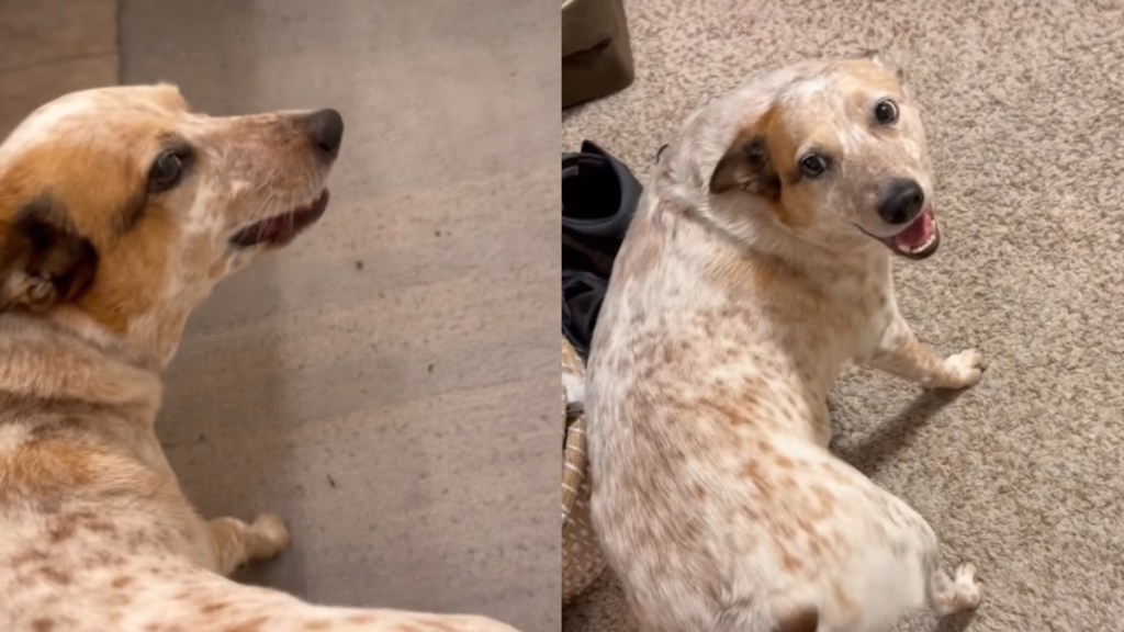 dog wiggle video