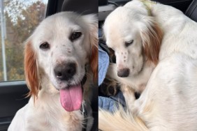 rescue dog dumped mom pack