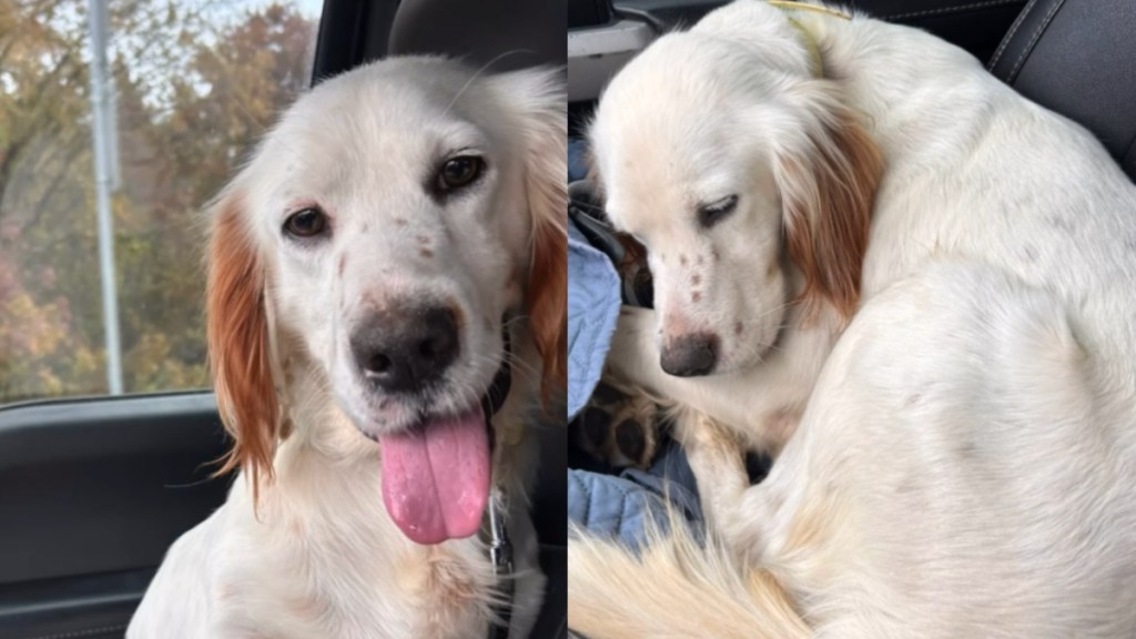 rescue dog dumped mom pack