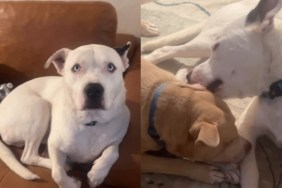 rescue dog family adoption love