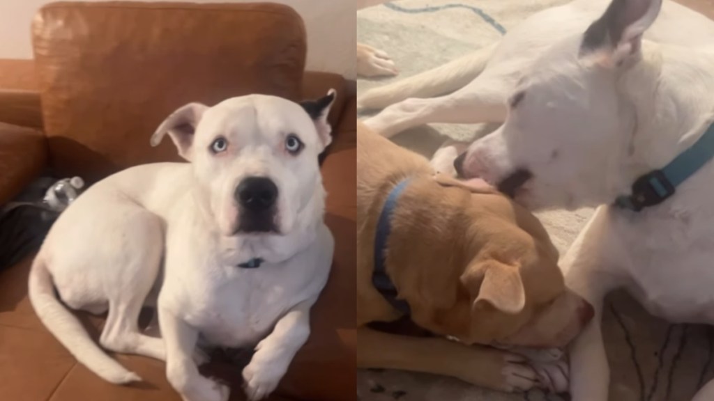 rescue dog family adoption love