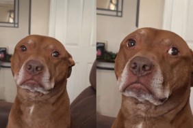 rescue dog move