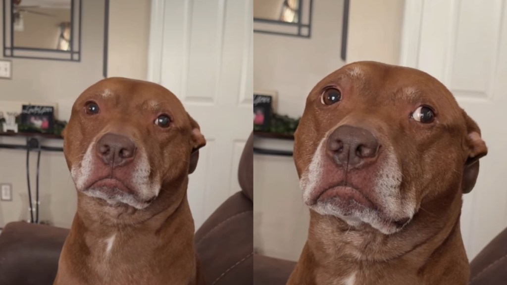 rescue dog move