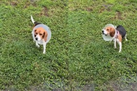 rescue dog rain