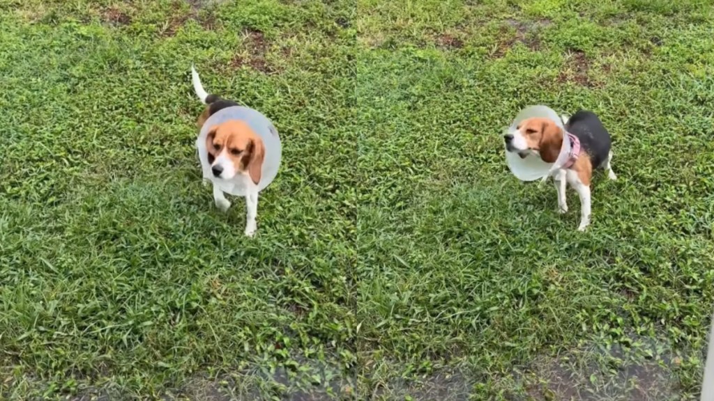 rescue dog rain