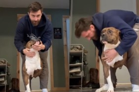 rescue dog video