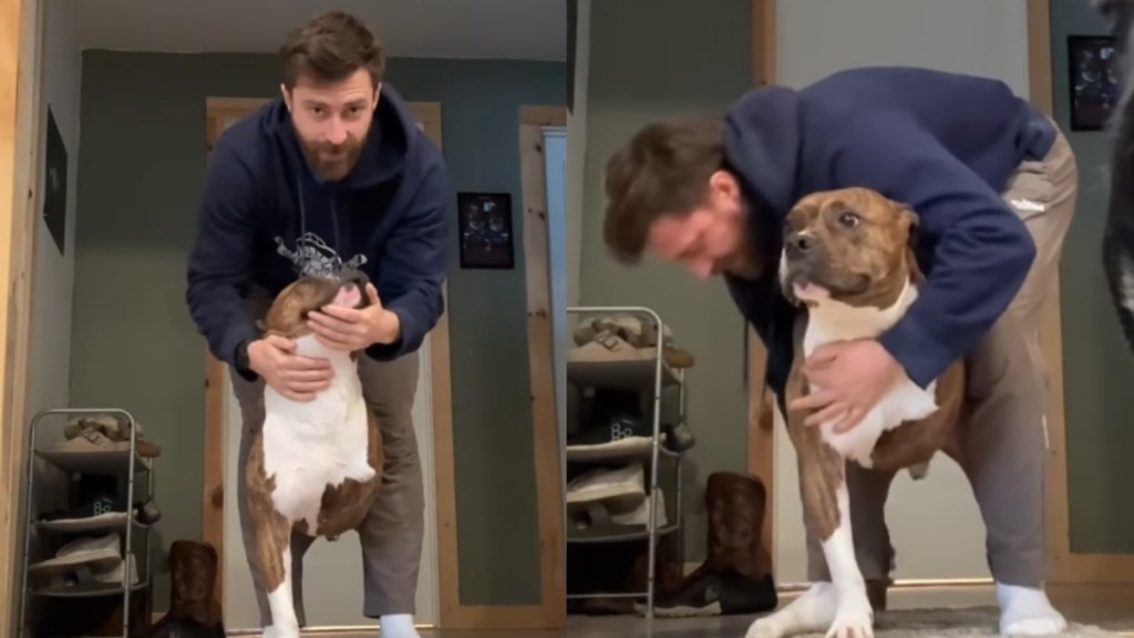 rescue dog video