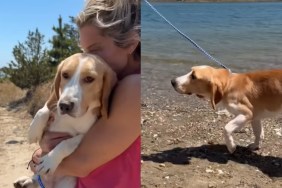 rescue puppy cage lab freedom