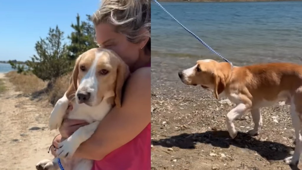rescue puppy cage lab freedom