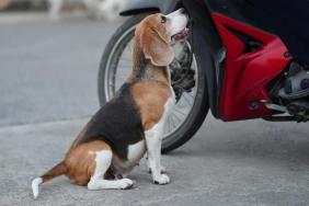 Dog Lost & Alone in NYC Runs a Mile to the Place He Feels Safest — A Daycare