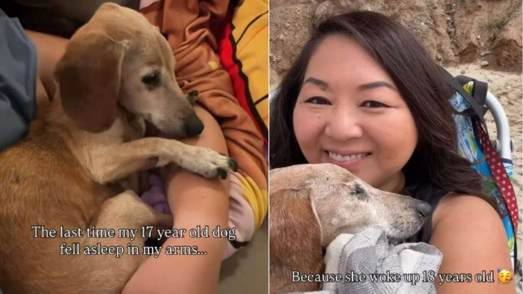 Senior Dog Gently Falls Asleep in Mom’s Arms Like It’s the Safest Place She Knows