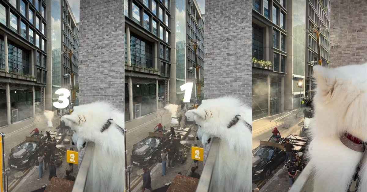 After Dog Crashes a Marvel Movie Shoot, Internet Demands He Star in It
