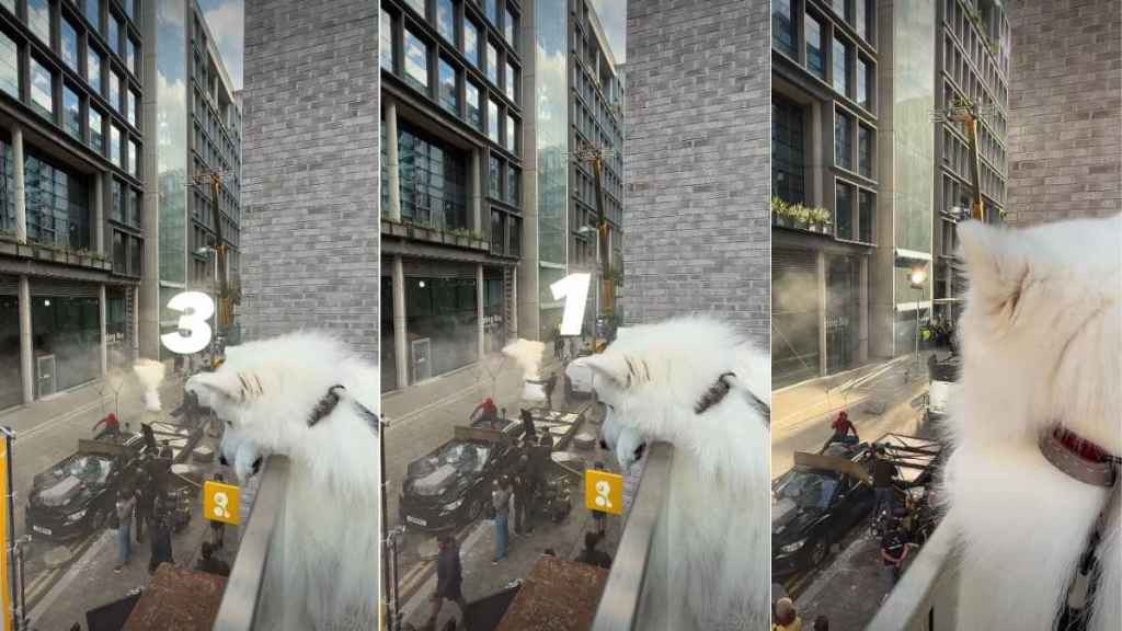 After Dog Crashes a Marvel Movie Shoot, Internet Demands He Star in It