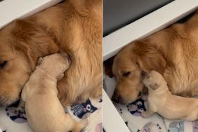 Mama Golden Retriever’s Tiny Baby Moves Closer To Snuggle Because That’s All She Needs