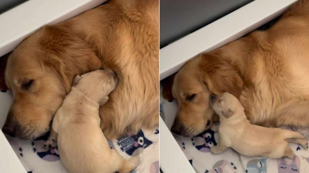 Mama Golden Retriever’s Tiny Baby Moves Closer To Snuggle Because That’s All She Needs