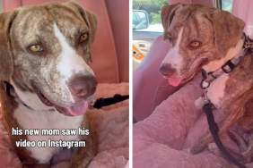 Rescue Dog Feels Right at Home With New Family Soon After Leaving Shelter