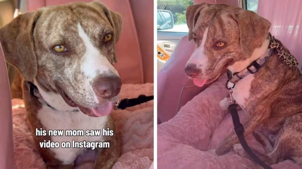 Rescue Dog Feels Right at Home With New Family Soon After Leaving Shelter