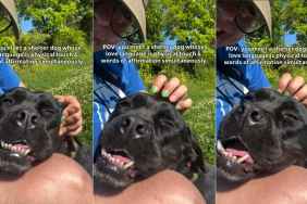 Shelter Dog Smiles So Sweetly, It’s Hard To Believe She’s Still Waiting for a Home