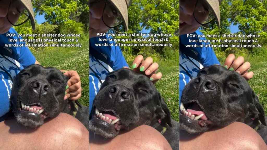 Shelter Dog Smiles So Sweetly, It’s Hard To Believe She’s Still Waiting for a Home