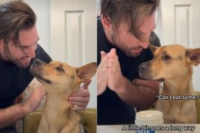 Rescue Dog Gets a New Hairstyle & Internet Has Some Thoughts