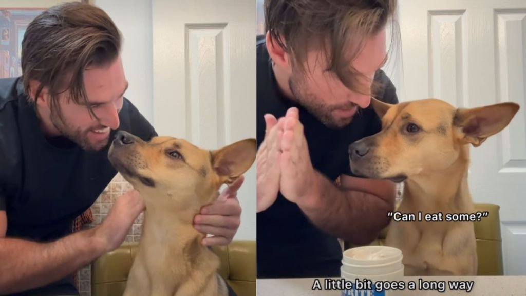 Rescue Dog Gets a New Hairstyle & Internet Has Some Thoughts