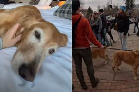 Golden Retriever Is the Most Popular Among Thousands in a Meetup
