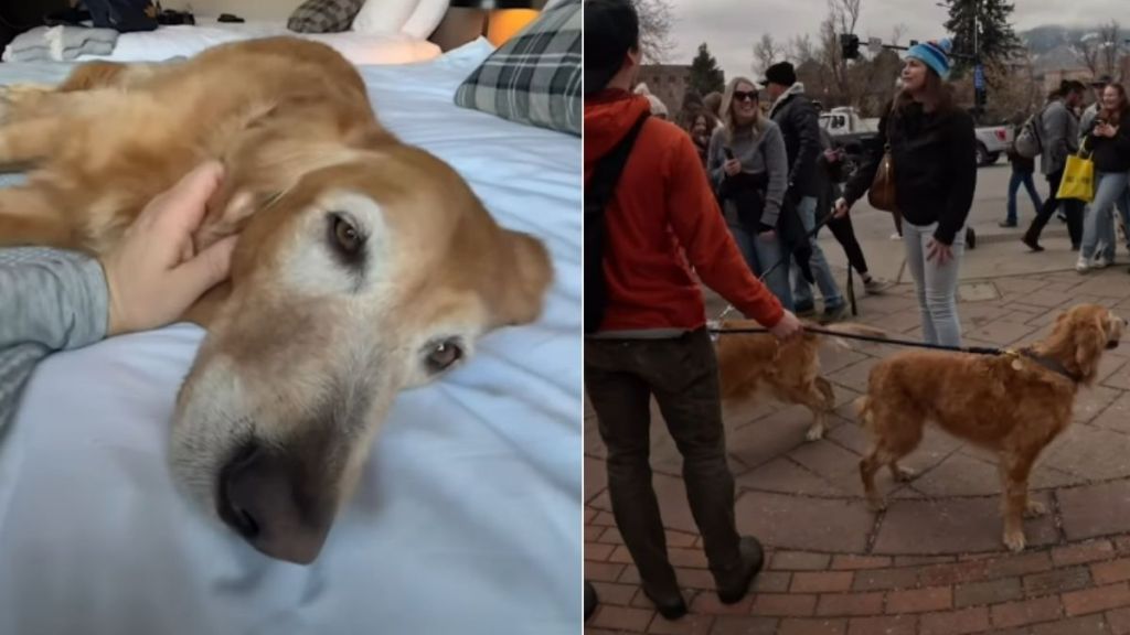 Golden Retriever Is the Most Popular Among Thousands in a Meetup