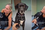 Rescue Dog Who Has Spent Over 1K Days in Shelter Hasn’t Given up on Love