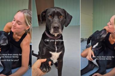 Rescue Dog Who Has Spent Over 1K Days in Shelter Hasn’t Given up on Love