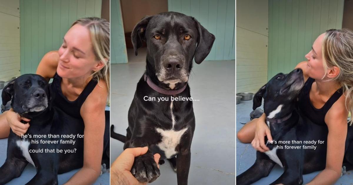1,388 days, and not one adoption application